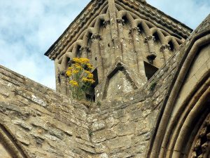 Glastonbury Abbey - das Leben findet immer einen Weg